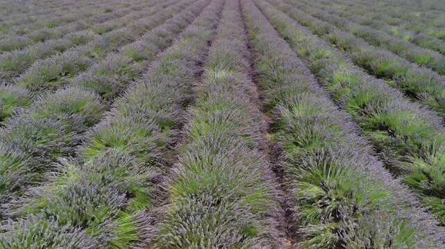 lavander fields provence france aerial drone 