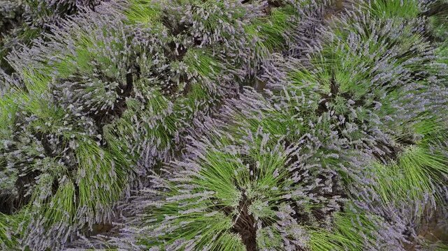 lavander fields provence france aerial drone 