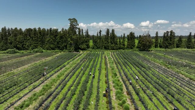 A high-angle aerial drone shot capturing seasonal farm workers manually harvesting ripe blueberries on a large, organized agricultural plantation. Workers are scattered along the long green rows