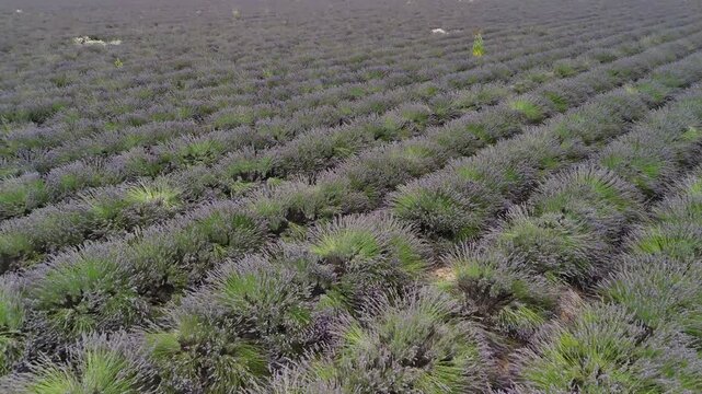 lavander fields provence france aerial drone 