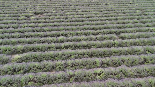 lavander fields provence france aerial drone 