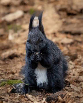 Black squirrel eating in the forest.