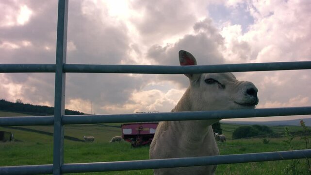 Texel sheep looks through gate 