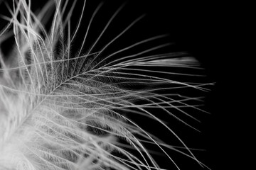 A close up of a feather with a black background © schankz