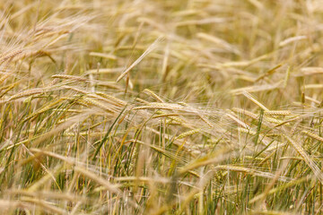 Obraz premium Golden wheat stalks sway gently in a sunlit field