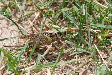 Fototapeta premium Grasshopper rests among green blades and dry earth