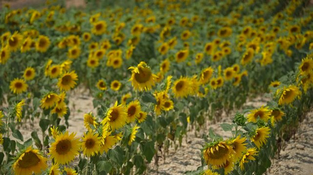 a field of sunflowers swaying in slow motion
