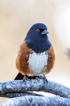 Dark eyed junco