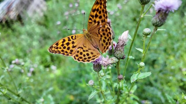 farfalla macro 