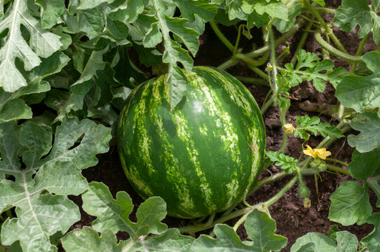 Ripe watermelon growing on vine with young fruit and flower in the field