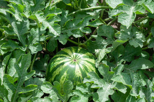 Watermelon growing among green leaves viewed from above