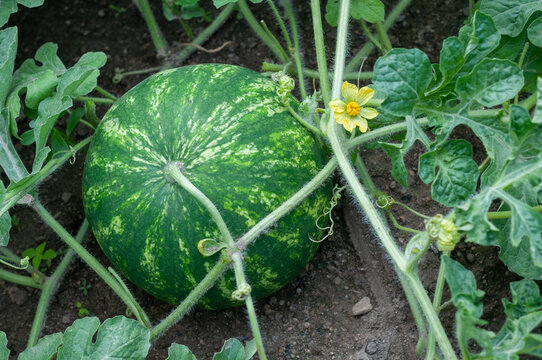 Ripe watermelon with yellow flower growing on the vine