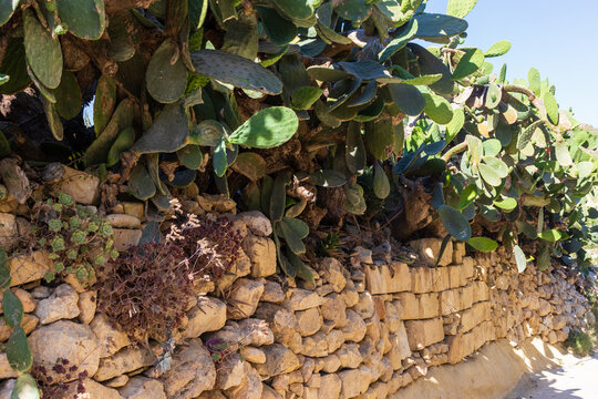 
Prickly Pear Cactus Cluster On Stone Wall At Golden Sunset Over Rural Mediterranean Hills
