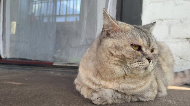 Bossy cat is lounging on the porch. 