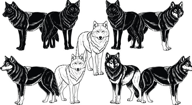 Wild wolves pack illustration, detailed hand drawn wolf animals, black and white forest wildlife, engraving style vector illustration