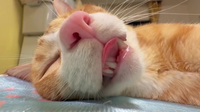 cat sleeping on the bed