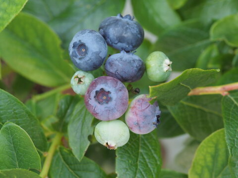 Closeup of blueberries developing on a blueberry bush
