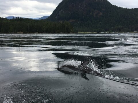 Pacific White-Sided Dolphins Swimming in Bute Inlet Near Sonora Resort, British Columbia