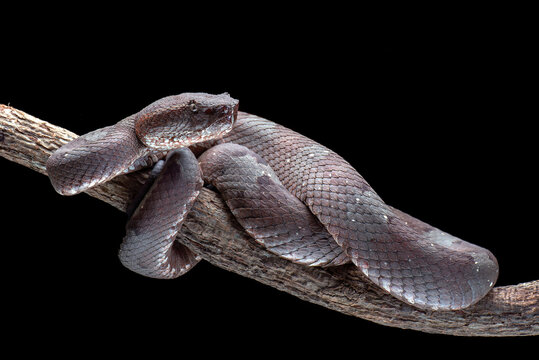a Flat-nosed Pit Viper (Craspedocephalus puniceus) isolated in black background