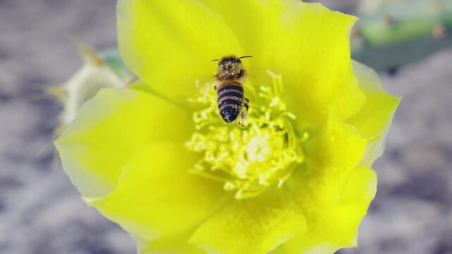 A close-up of a bee gathering pollen from a vibrant yellow flower of a prickly pear cactus, highlighting nature's beauty and the importance of pollinators in ecosystems.
