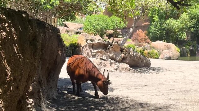 A striking red forest buffalo roams a sunlit savanna enclosure, showcasing the raw strength of African wildlife, ideal for nature documentaries, travel, and wildlife storytelling.
