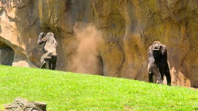 Two gorillas push and jostle over a shaded spot, revealing raw social dynamics and dominance behavior within the troop, a striking moment for wildlife and nature documentary content.