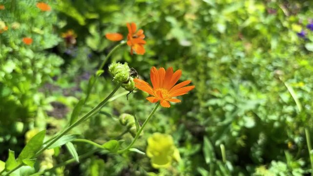 Orange calendula blooming in the flower garden