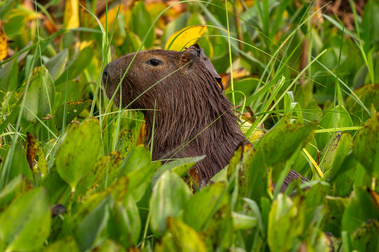 Capybara - Hydrochoerus hydrochaeris, giant rodent from Central and South American savannas, swamps and grasslands, Pantanal, Brazil.