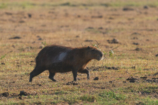 Capybara - Hydrochoerus hydrochaeris, giant rodent from Central and South American savannas, swamps and grasslands, Pantanal, Brazil.