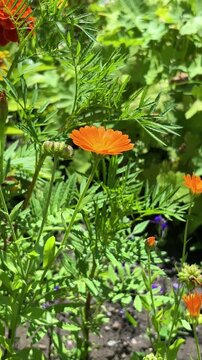 Orange calendula blooming in the flower garden