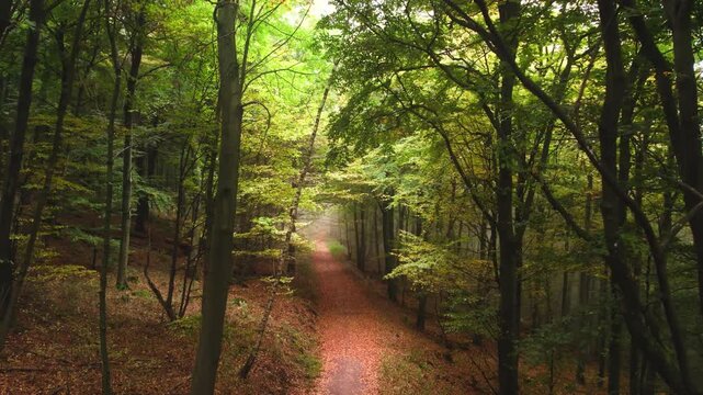 Moving through the branches over a forest path in early autumn, with magical soft light and gorgeous fall colors