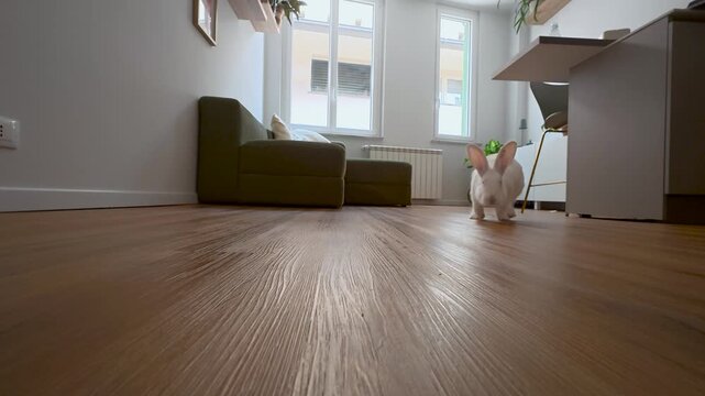 White rabbit running on wooden floor slow motion, home, Italy