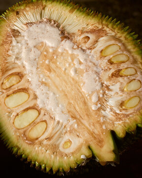 halved raw jackfruit with yellow seeds and sticky white sap in close-up angle view, tropical exotic fruit ingredient