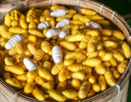 silkworm larvae and cocoons at silk factory in asia close up