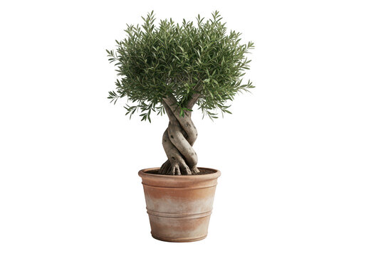Small green olive tree with a twisted trunk growing in a rustic terracotta clay flower pot