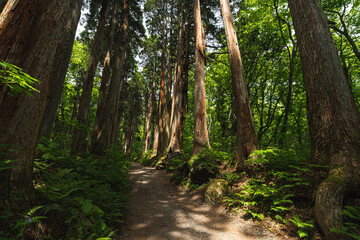 Obraz premium Forest trail tree fern woodland path nature green sunlight trunk forest trail among tall tree and fern in green woodland, with sunbeam crossing dirt path through quiet natural park