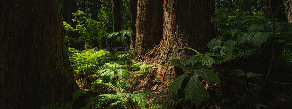 Forest tree fern trunk foliage woodland shade nature green plant forest tree fern trunk foliage woodland shade nature green plant dense understory with mossy ground, leafy shrub, and tall bark