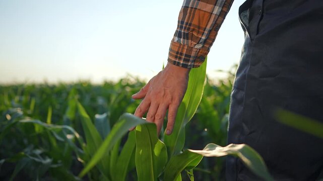 Farmer hand moves slowly along fresh green leaf. Leaf sways under farmer touch in bright summer. Field holds many leaf rows. Agriculture field with farmer hand shows plant vitality, healthy leaf signs