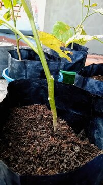 Adding potting soil to a polybag with a small tree plant seedling.