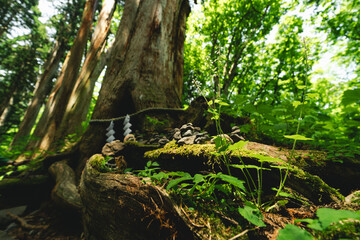Fototapeta premium Forest tree moss root shrine stone greenery woodland nature sunlight on mossy tree root with small stone shrine, lush plant, tranquil sacred woodland scene