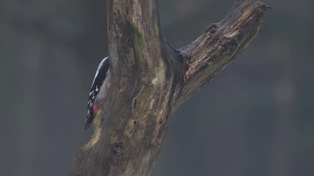 Great spotted woodpecker female sitting on a dead branch with snow and pecking on a hazelnut at a woodpecker forge, winter, north rhine westphalia, (dendrocopos major), germany