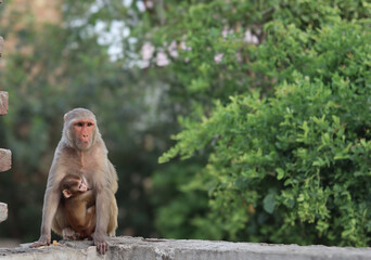 A wild mother rhesus macaque monkey sitting on a wall holding her baby, showcasing animal motherhood against a blurred green nature background with copy space.  © Lovely