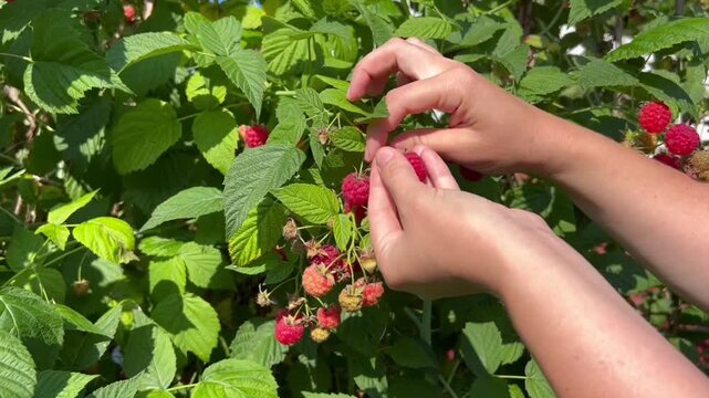 Hands picking ripe red raspberries from lush green bushes on a sunny day. Perfect for video backgrounds, harvest ads, gardening blogs, and social media