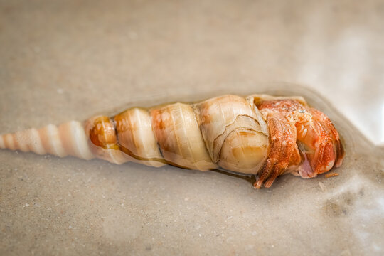 Large Spiral Sea Shell On Wet Sand Close Up