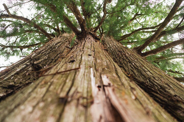 Obraz premium Tree trunk bark forest branch canopy green nature texture upward view of tall tree trunk with rough bark, leafy canopy, natural woodland detail, and vertical perspective