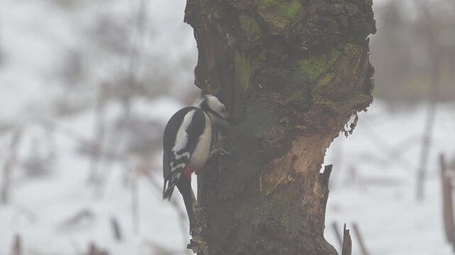 Great spotted woodpecker male sitting on a dead branch with snow and pecking on a hazelnut at a woodpecker forge in fog, winter, north rhine westphalia, (dendrocopos major), germany