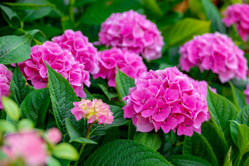 Obraz premium Selective focus of Hydrangea in the garden, Bushes of purple pink ornamental flower with green leaves, Hortensia flowers are produced from early spring to late autumn, Natural floral background.