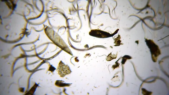 Panoramic micro view of nematode roundworms swarming in organic sediment under 40x brightfield
