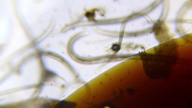 Nematode roundworms moving along the edge of a large oil slick under 100x brightfield magnification