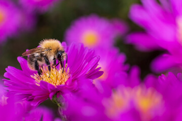 Obraz premium Close-up of a bumblebee pollinating bright purple aster flowers in a blooming summer garden.